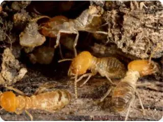Termite Pest Control Sydney | Knockdown Pest Control Termite Pest Control Sydney | Knockdown Pest Control