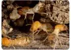 Termite Pest Control Sydney | Knockdown Pest Control