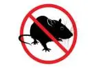 Effective Rat Control Services for a Healthy, Safe Property