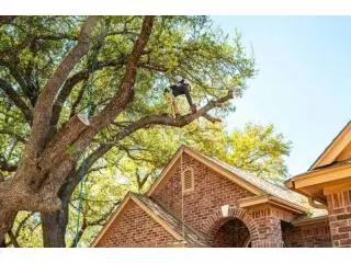 Tree Trimming & Removal Services Tree Trimming & Removal Services