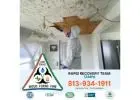 Breathe Easy Again with Tampa Mold Removal Experts