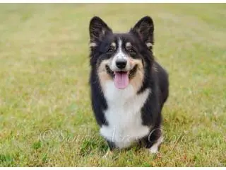 Pembroke Welsh Corgi Puppies: Adorable and Loyal Companions Pembroke Welsh Corgi Puppies: Adorable and Loyal Companions