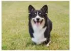 Pembroke Welsh Corgi Puppies: Adorable and Loyal Companions