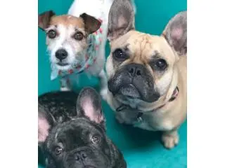 Best Puppy Grooming service in Moolap Best Puppy Grooming service in Moolap