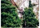 Best Arborist service in Levin