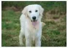 English Retriever Indiana - The Best Family-Friendly Breed by Indiana Goldens