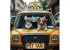 Professional Pet Taxi for Animals in Dubai for Safe Travel