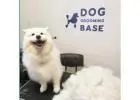 Best Dog Grooming service in Kingsford