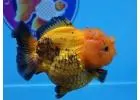 Buy Goldfish Online