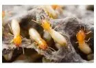 Termite Control