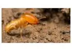 Expert Termite Control