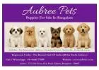 Best Puppies for Sale in Bangalore | Aubree.co.in