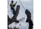 Best Tree Removals service in Cranbourne