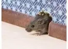 Effective Mice Control in Vancouver for Peaceful Living