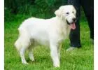 English Cream Golden Retriever Puppies for Sale – Loving and Gentle Family Companions