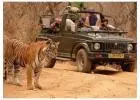 Wildlife Tours in India by S5 Hospitality – Explore India’s Untamed Beauty
