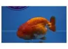 Online Goldfish Store