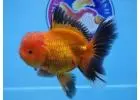 Buy Goldfish Online