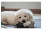 English Cream Golden Retriever: Well-Bred Dogs with Gentle Temperaments