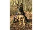 Dog Wheelchairs UK