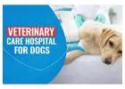 Veterinary Care Hospital For Dogs | CGS Hospital