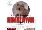 Himalayan Kittens in Bangalore | Himalayan Cat for Sale in Bangalore