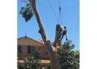 Best Tree Services in Baulkham Hills