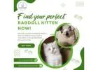 Buy Ragdoll Kittens in Bangalore | Ragdoll Cat for Sale in Bangalore