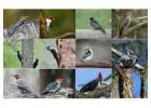 12 Woodpeckers of Michigan