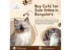 Buy Cats for Sale Online in BangaloreBuy Cats for Sale Online in Bangalore