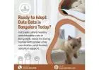 Cats in Bangalore | Cats for Sale in Bangalore