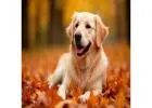 Golden Retriever Puppies Indiana: Choosing the Right Puppy