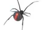 Best Spider Pest Control service in Stirling