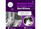 Kittens in Bangalore | Buy Kittens in Bangalore