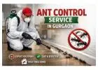 Trusted Ant Control Service in Gurgaon for Complete Colony Elimination | Service Mantra Pest Control