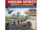 Pigeon Spikes Service in Gurgaon – Professional Bird Control by Service Mantra Pest Control
