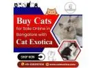 Buy Cats for Sale Online in Bangalore | Cat in Bangalore
