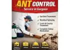 Professional Ant Control Service in Gurgaon for Homes and Offices | Service Mantra