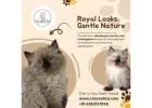 Himalayan Cats for Sale in Bangalore | Himalayan Cat in Bangalore
