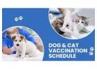 Cat Vaccination Schedule  | CGS Hospital