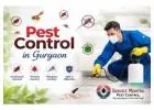 Pest Control in Gurgaon | Professional & Affordable Pest Services by Service Mantra