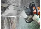 Tree Removal Services Eastwood