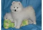 Discover the Majestic Samoyed Dog Breed Today