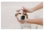 Best Dog Wash service in Richmond