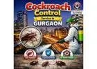 Best Cockroach Control Service in Gurgaon Safe Fast Pest Removal