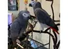 Silver Male & Skye Female