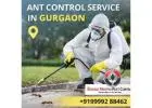 Best Ant Control Service in Gurgaon for Safe and Long Lasting Protection