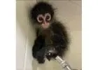 Manga – Playful Male Spider Monkey