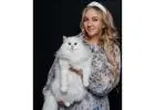 Buy Siberian Cats Online