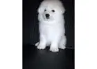 Adopt Your Illinois Samoyed Puppy Today